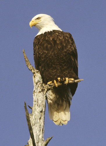 bald-eagle-1