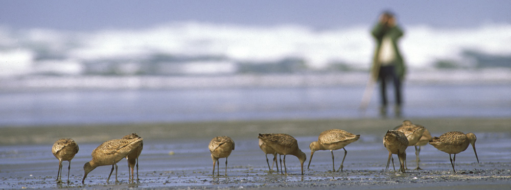 Birder and Godwits