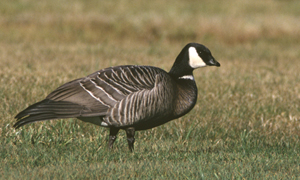 cackling-goose-1