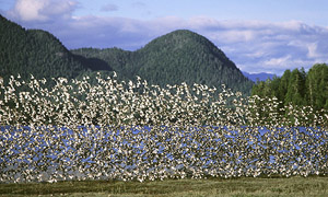 dorst-a-b103-filmscan-shorebird-migration-tofino-1