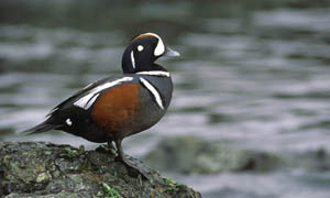 harlequin-duck-1