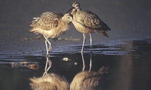 long-billed-curlews-on-beach-1