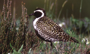 pacific-golden-plover-1-jpg