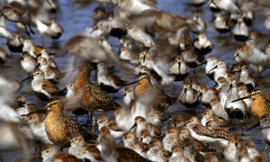 shorebirds-1