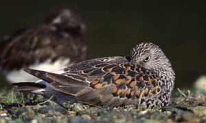 surfbird-1