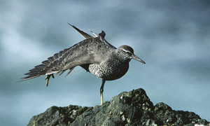 wandering-tattler-1