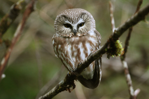 Saw Whet Owl. Photo by Adrian Dorst